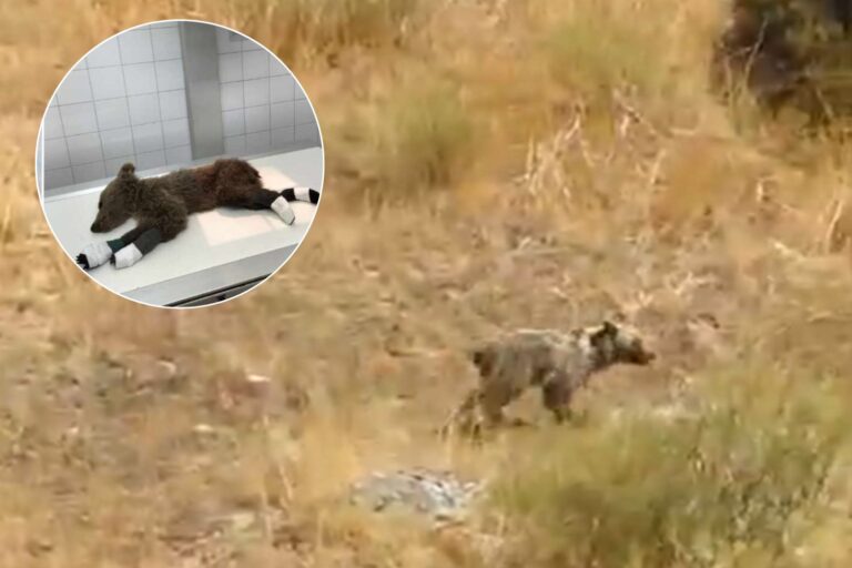 Ce chiot d'ours a survécu aux incendies en Espagne et se déroule aujourd'hui libre