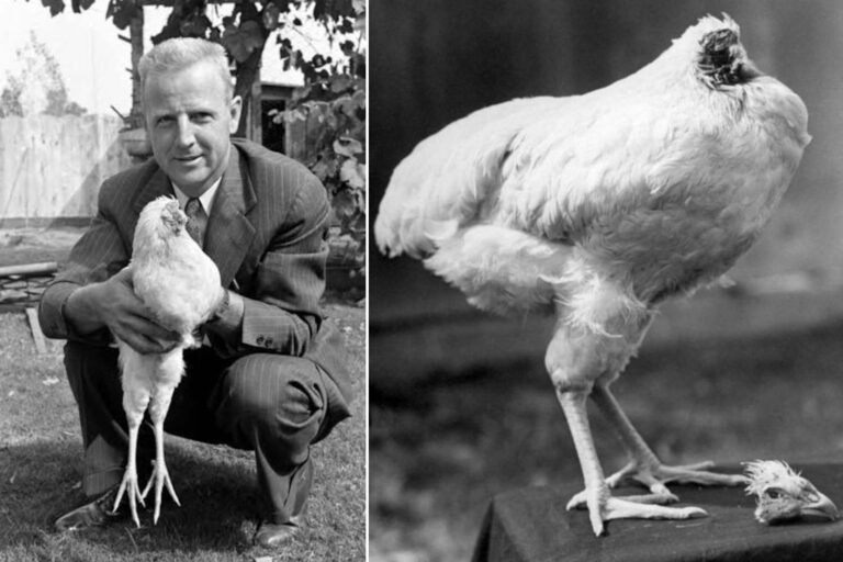 L'histoire absurde de Mike, le poulet survivant pendant 18 mois sans tête (après qu'un agriculteur ait essayé de le décapiter)