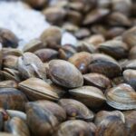 Mort des moules et des palourdes dans le delta du Pô : l'eau trop chaude (à 32 °C) tue les mollusques