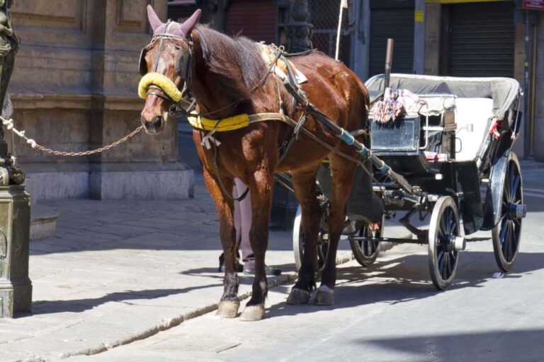 Jamais plus d'animaux exploités dans les cirques et pour remorquer les voitures: le Brésil veut interdire la cruauté