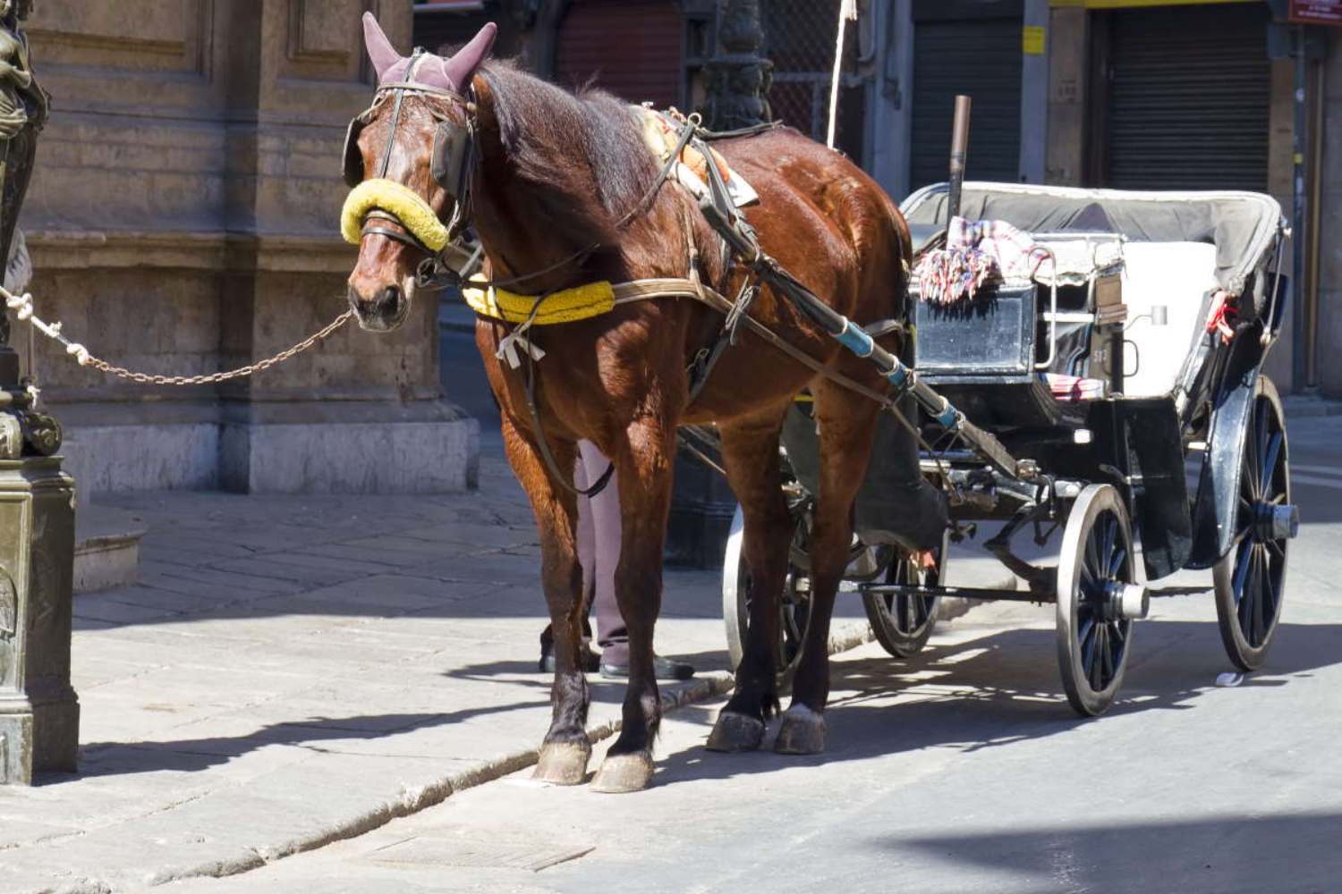 Brasile animali carrozze