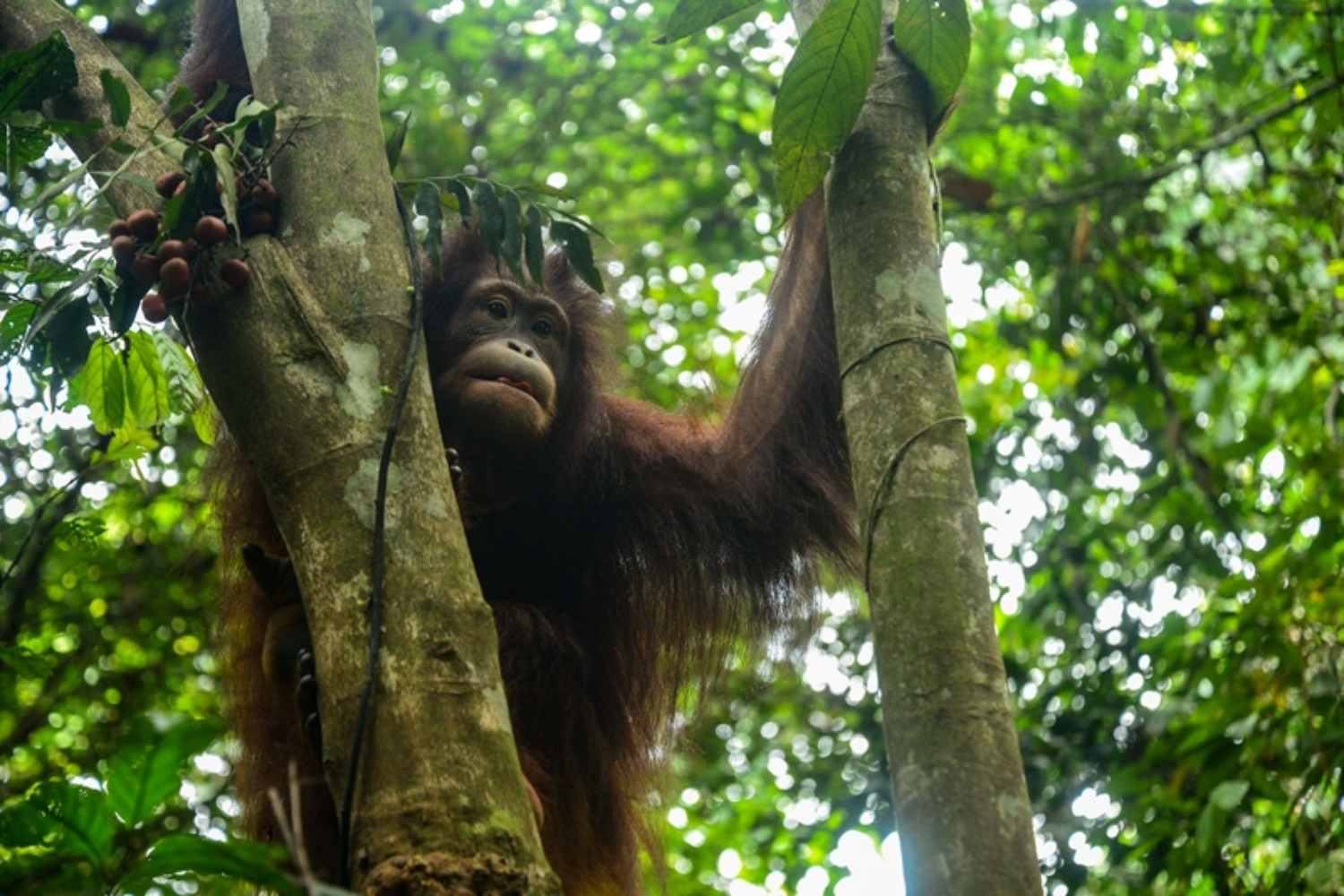 Orangotango