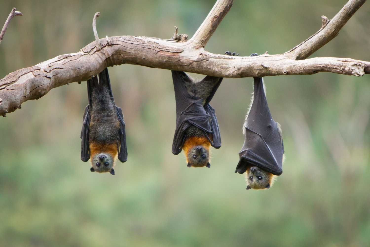 chauves-souris