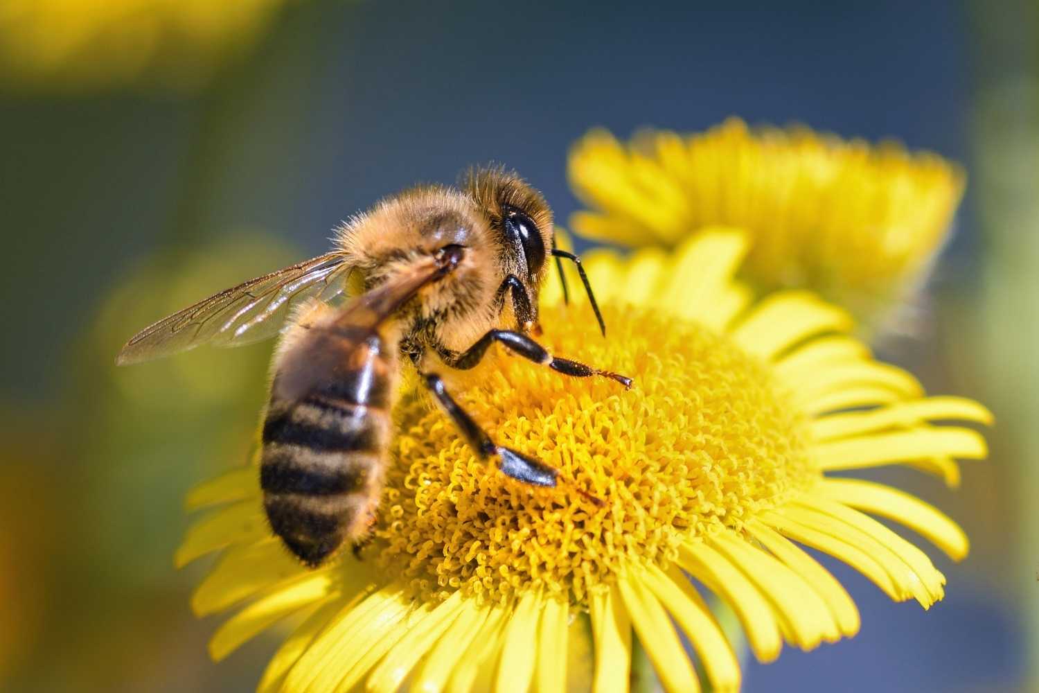abeille