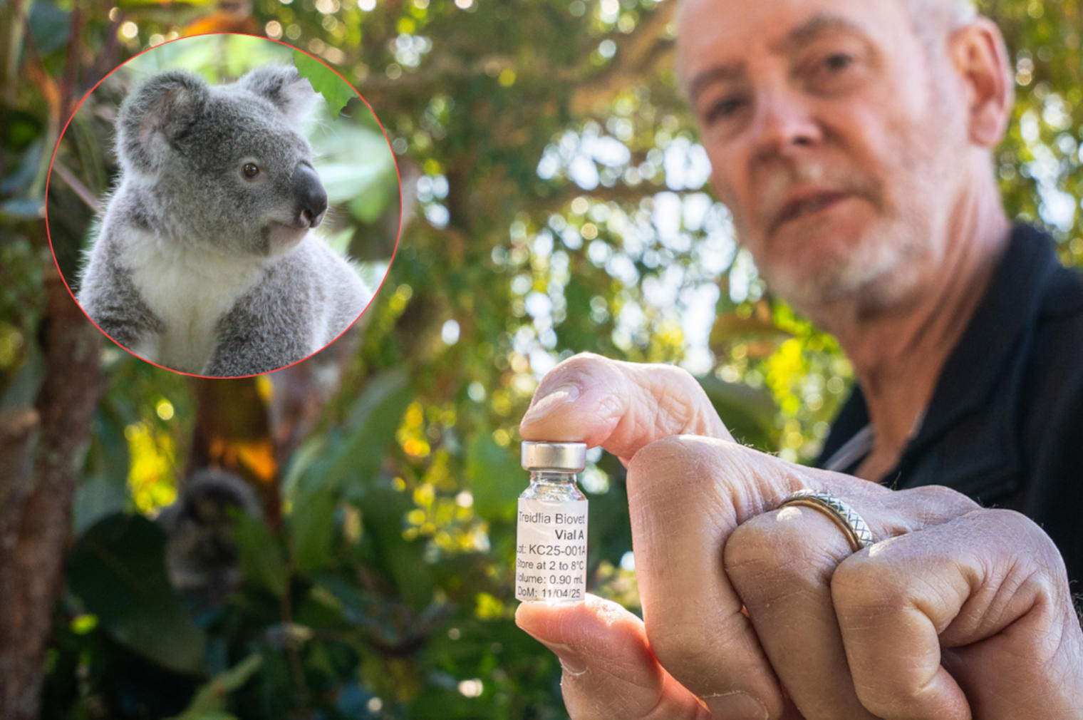 Vaccini koala
