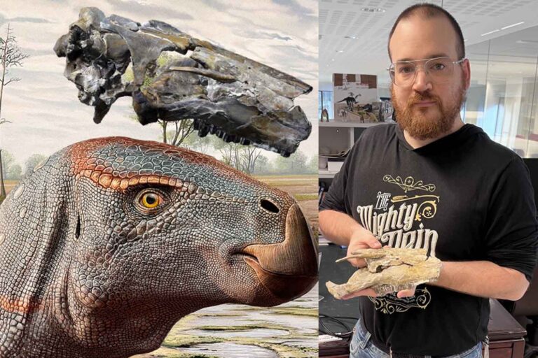 Un paléontologue italien découvre un nouveau type de dinosaure herbivore jurssic