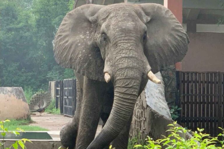 Adieu Shankar: Le dernier éléphant africain du zoo de Delhi est décédé (après 20 tristes années d'isolation)