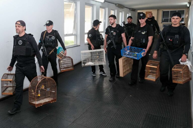 Plus de 800 animaux sauvés (et 40 arrestations) dans la plus grande opération contre le trafic faunique au Brésil