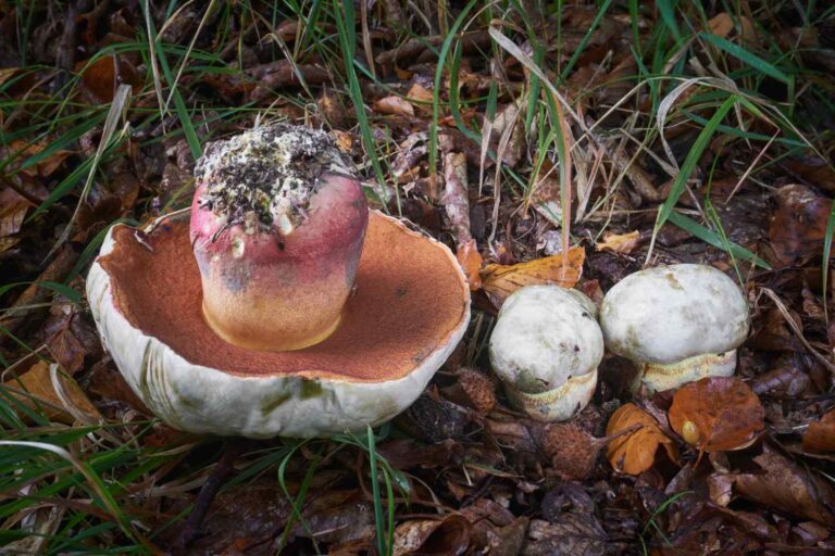 Méfiez-vous des rubrobesus satanas, c'est un champignon toxique et est le plus confondu avec un porcino comestible