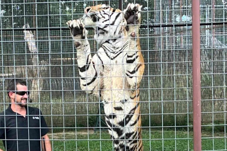 Trainer tué par un tigre en Oklahoma: lorsque l'entreprise d'exploitation animale devient mortelle
