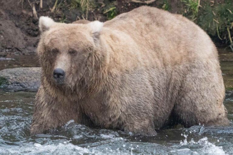 Qui gagnera l'ours le plus gras de l'Alaska? Vous pouvez également voter pour la Semaine du King of Fat Bear (et c'est plus important que vous ne le pensez)
