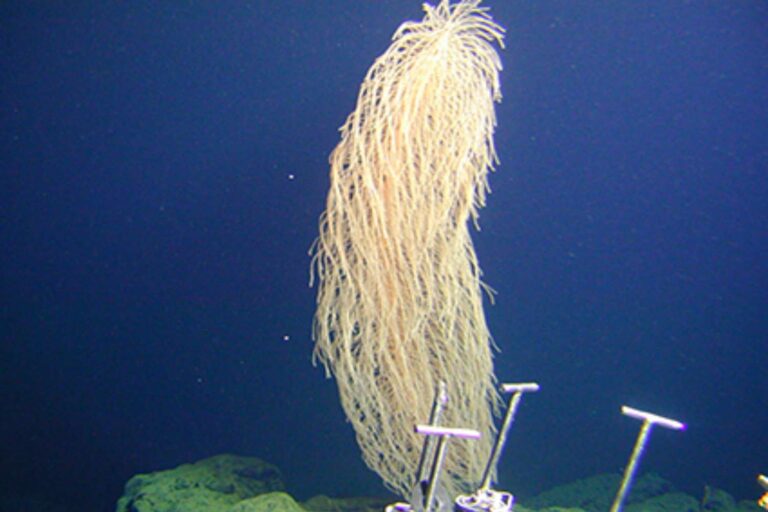 Le corail « Chewbacca » a découvert: il est velu et brillant tout comme le personnage de Star Wars