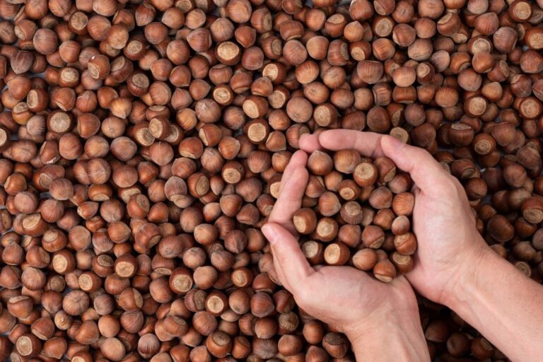 Au revoir Nutella? 60% de la production de noisettes s'effondre en Italie