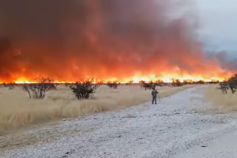 Catastrophe sans précédent en Namibie: le feu a dévasté le parc Etosha, le dernier refuge des rhinocéros noirs