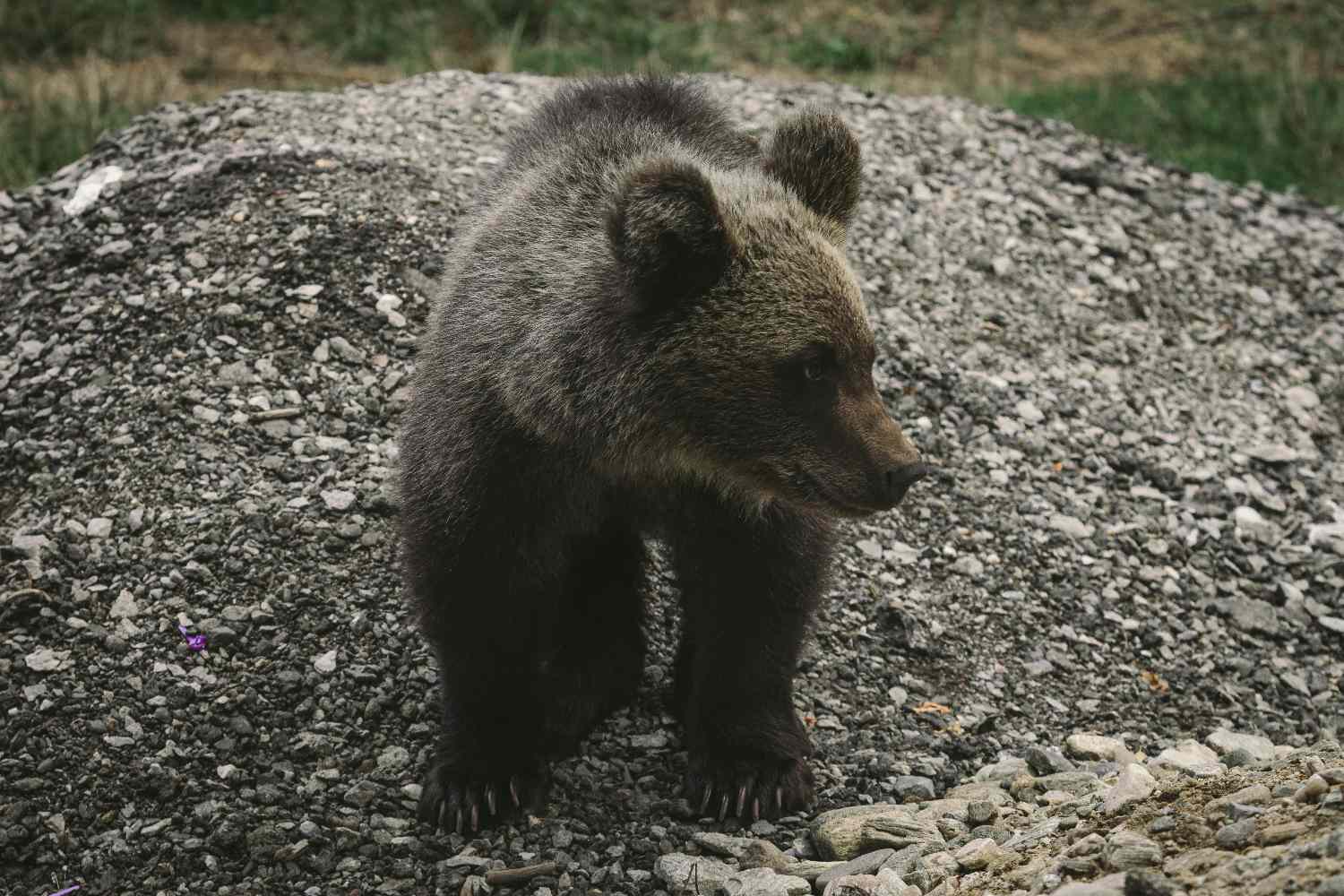 Cucciolo scuoiato