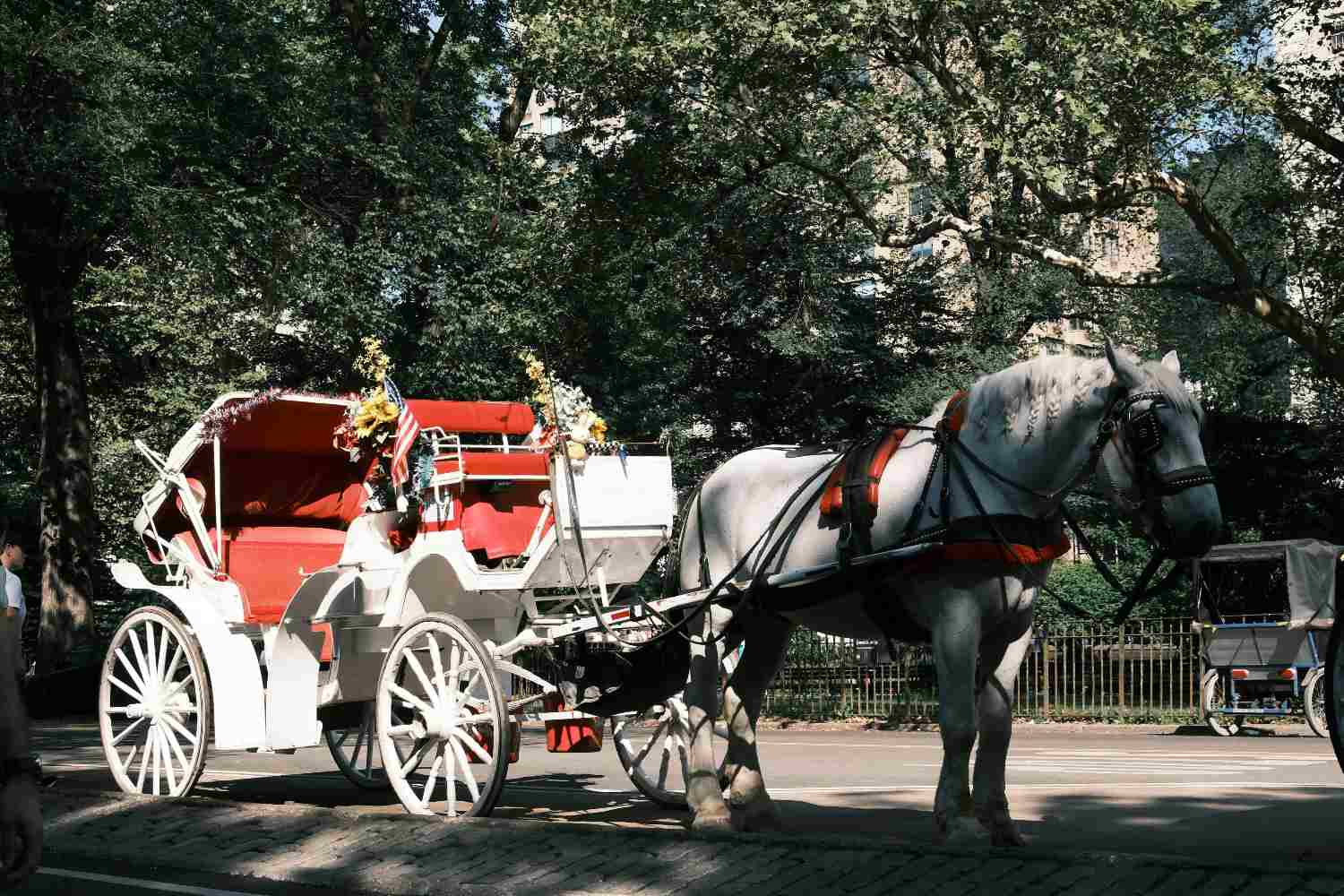 Carrozze cavalli NY
