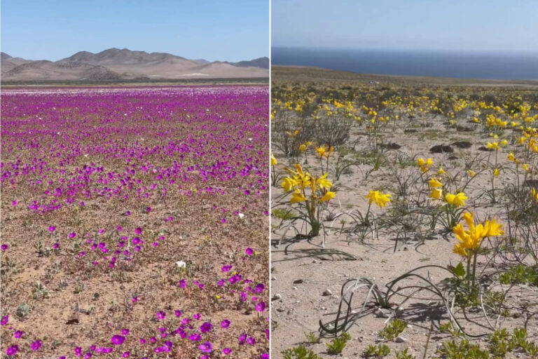 Le spectacle rare du désert d'Atacama Fiorito après les pluies vous laissera essoufflé