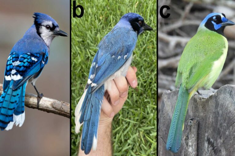 Découverte sans précédent! Un oiseau hybride jamais vu auparavant est né en raison du changement climatique