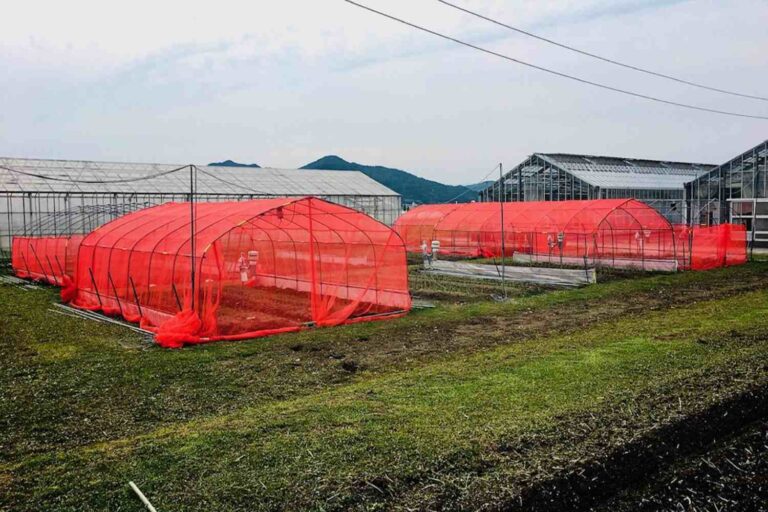 Réseaux colorés pour faire de moitié l'utilisation de pesticides: la stratégie (gagnante) des agriculteurs japonais pour protéger les cultures