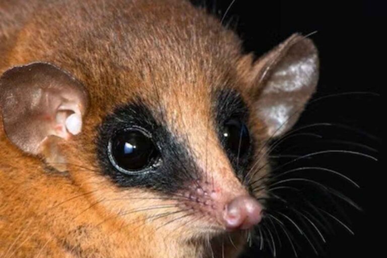 Cet adorable apogée « masqué » au Pérou s'est avéré être une nouvelle espèce jamais vue auparavant