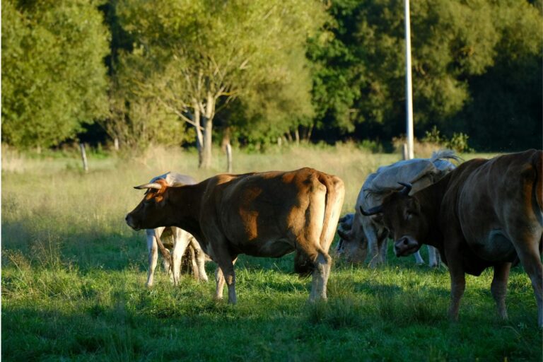 Du Lazio 600 mille euros aux municipalités qui capturent et tuent les animaux de compagnie « inelvaticiti »: l'appel des militants des droits des animaux commence