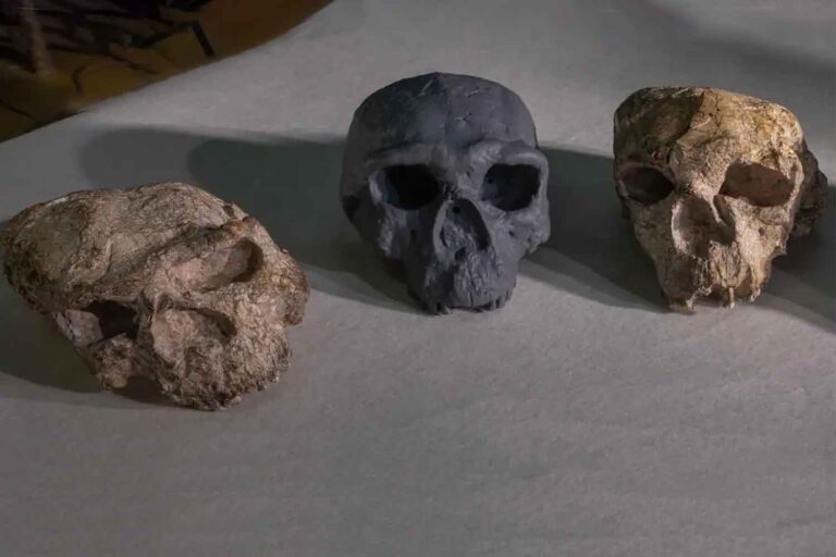 Et si nous avions évolué avant l'attente? Ce crâne d'un million d'années est sur le point de réécrire toute l'histoire de l'homme