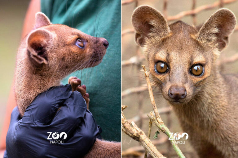 Quatre chiots Madagascar Fossa sont nés (en danger d'extinction) pour la première fois en Italie: mais une vie les attend dans un zoo