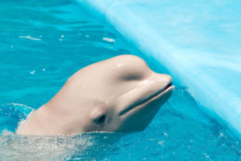 Exploité et maintenant à risque Euthanasie: le parc Marineland menace de supprimer 30 béluga