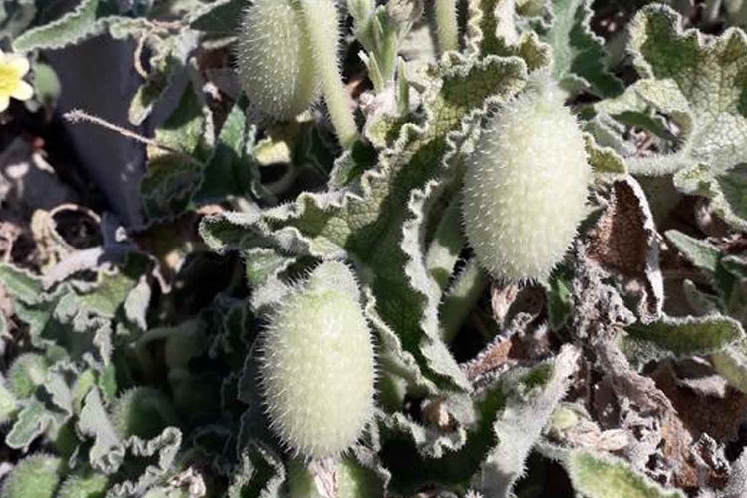 Pulvérisation de concombre