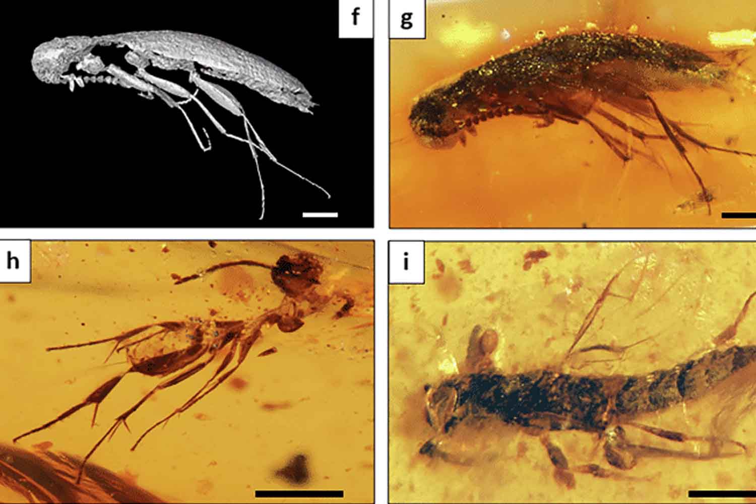insectes dans l'ambre