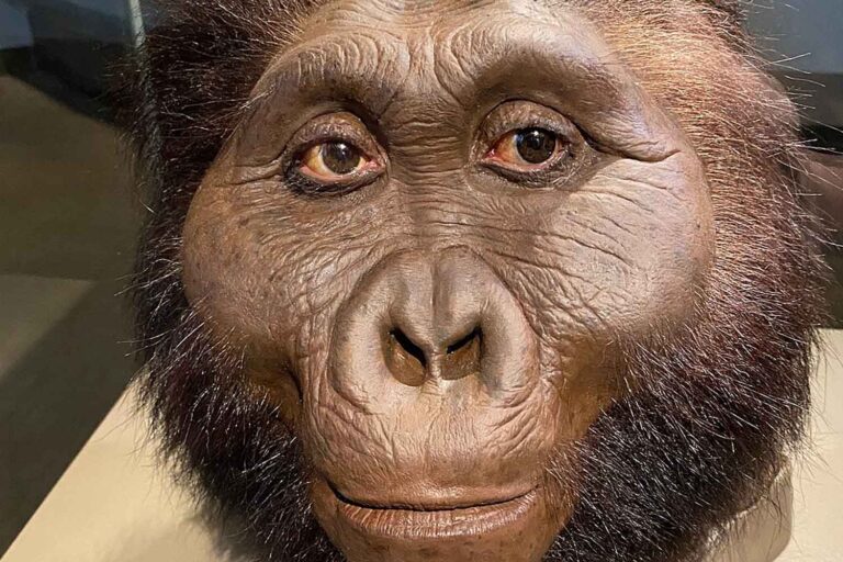 Paranthropus : les cousins ​​oubliés de l'homme qui ont peut-être créé les premiers outils du monde