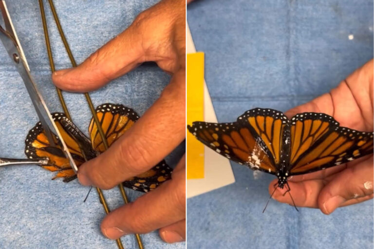 Le papillon monarque reprend le vol grâce à une greffe d'aile très délicate : sa renaissance va vous émouvoir