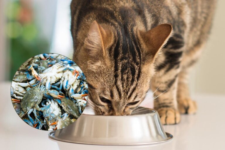 Le crabe bleu devient de la nourriture pour chats : la chaîne d'approvisionnement italienne transforme une urgence environnementale en ressource
