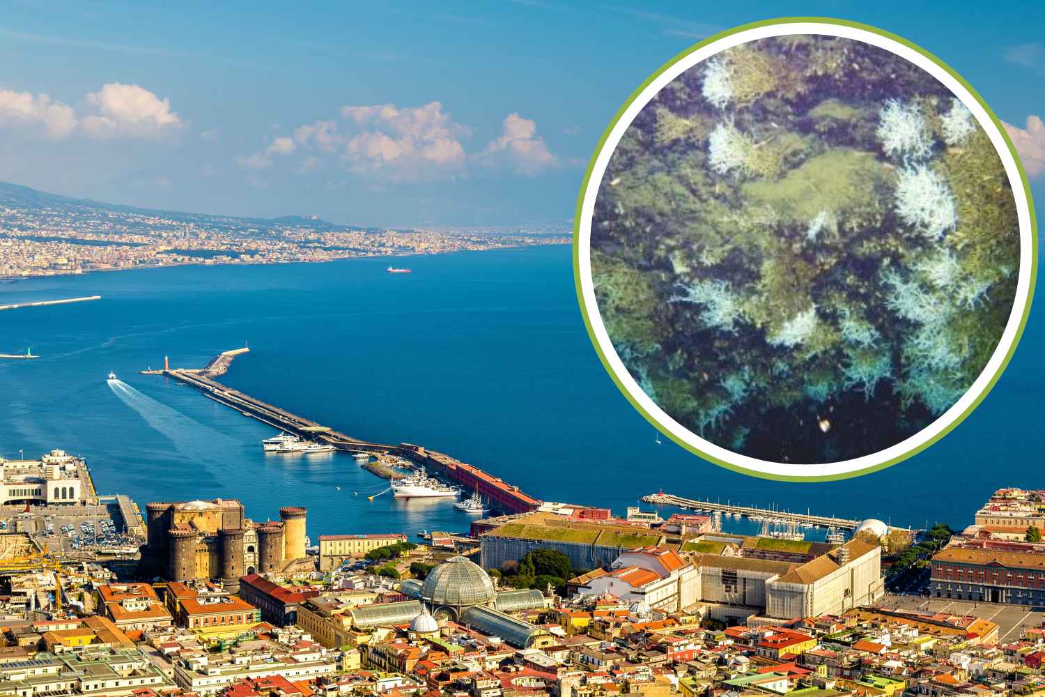 Scogliera_corallina_Napoli