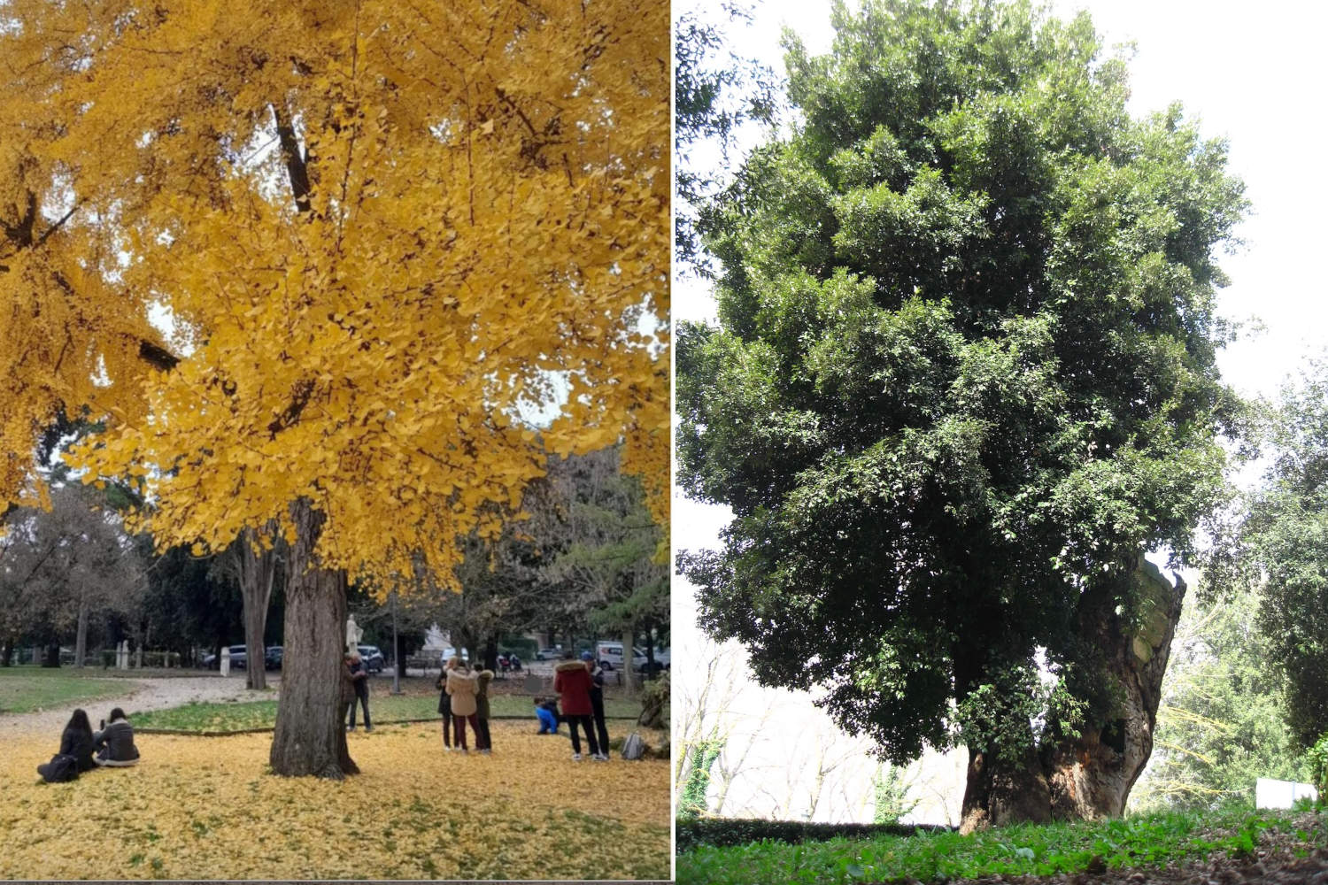 Ginkgo Biloba Villa Borghese
