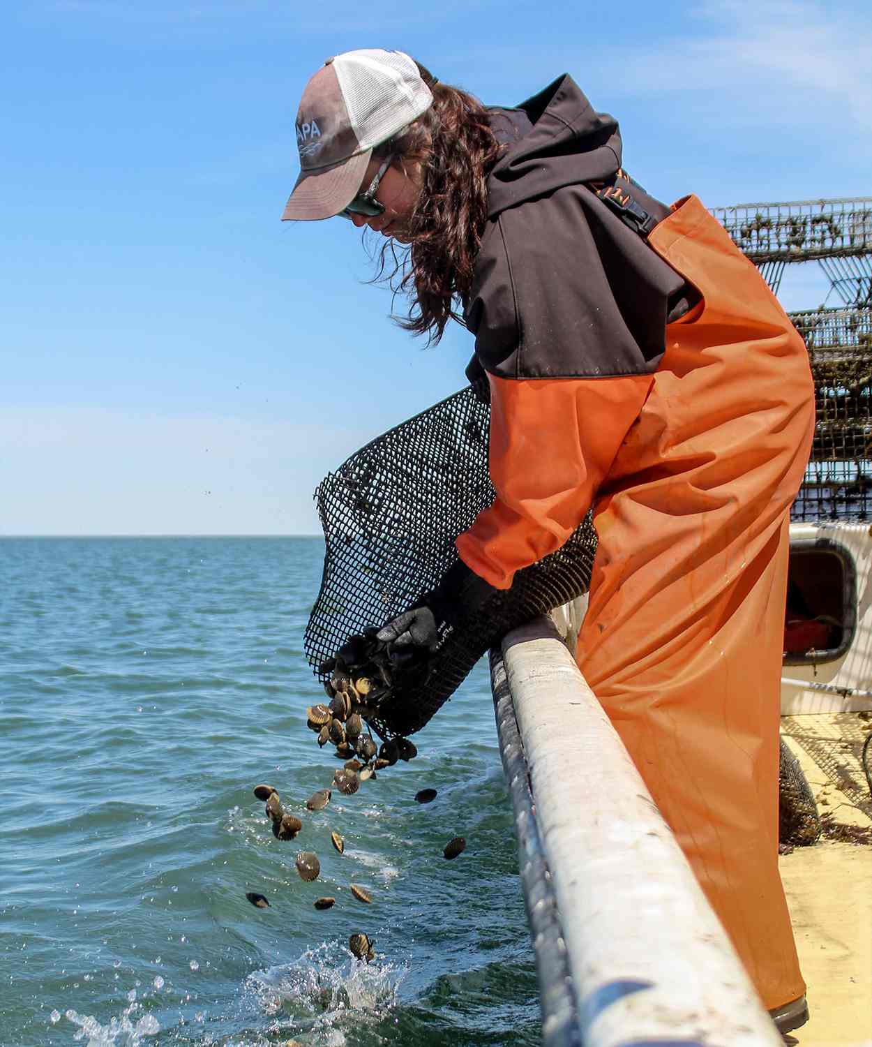 Pétoncles de baie 2