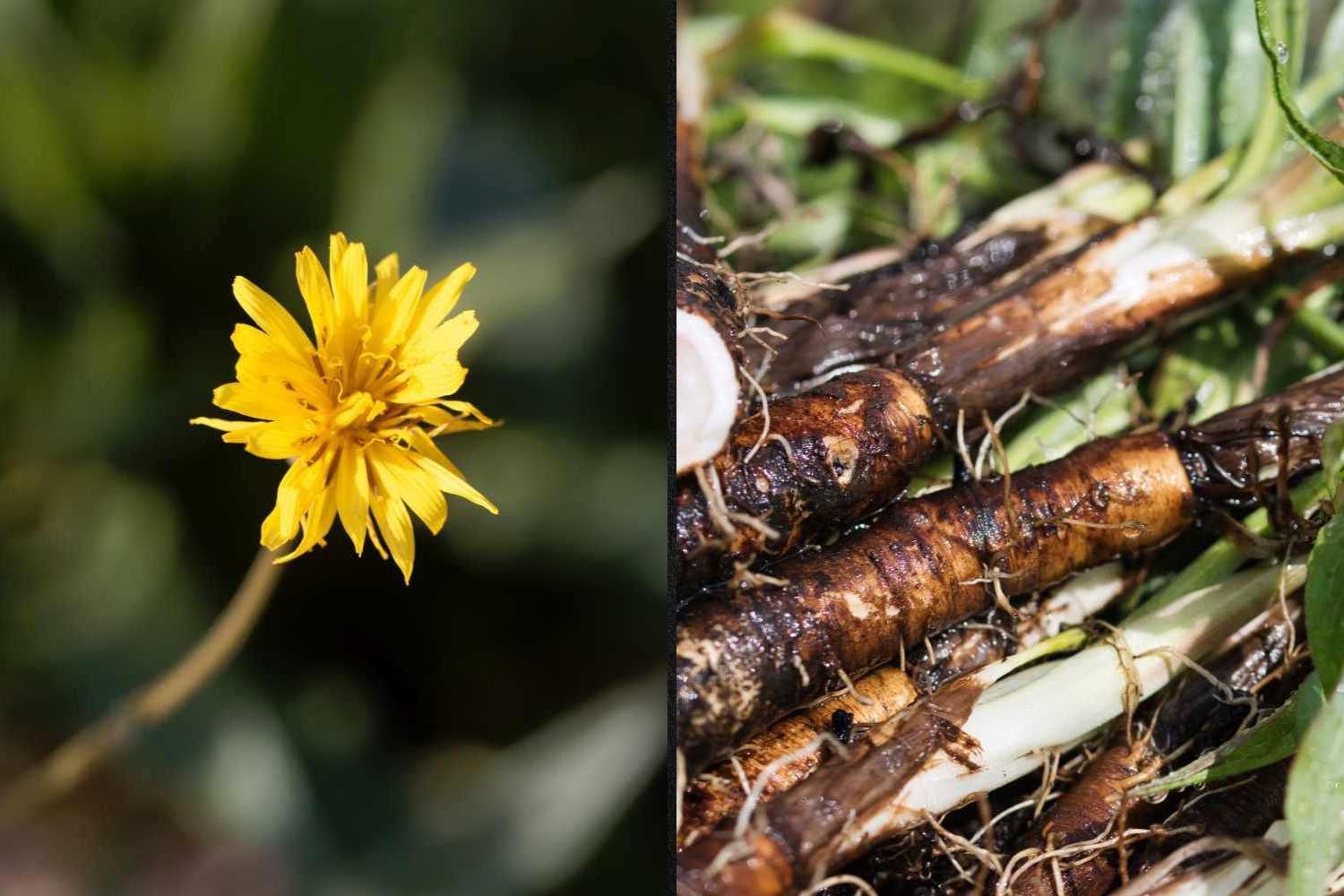 Scorzonera : comment cuisiner la « racine noire » en hiver au goût umami (et pourquoi ne pas la manquer si vous la trouvez sur l'étal du marché)