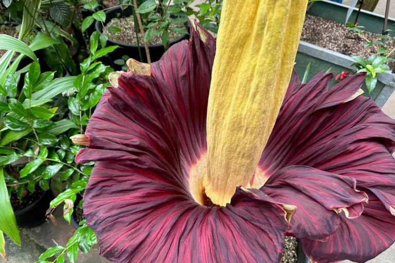 Une fleur cadavre rarissime (la plus malodorante au monde) volée en Allemagne : « c'est un coup dur pour la biodiversité »