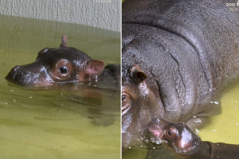 Tout le monde raffole du bébé hippopotame du zoo de Berlin (mais il est condamné à vivre dans un enclos)