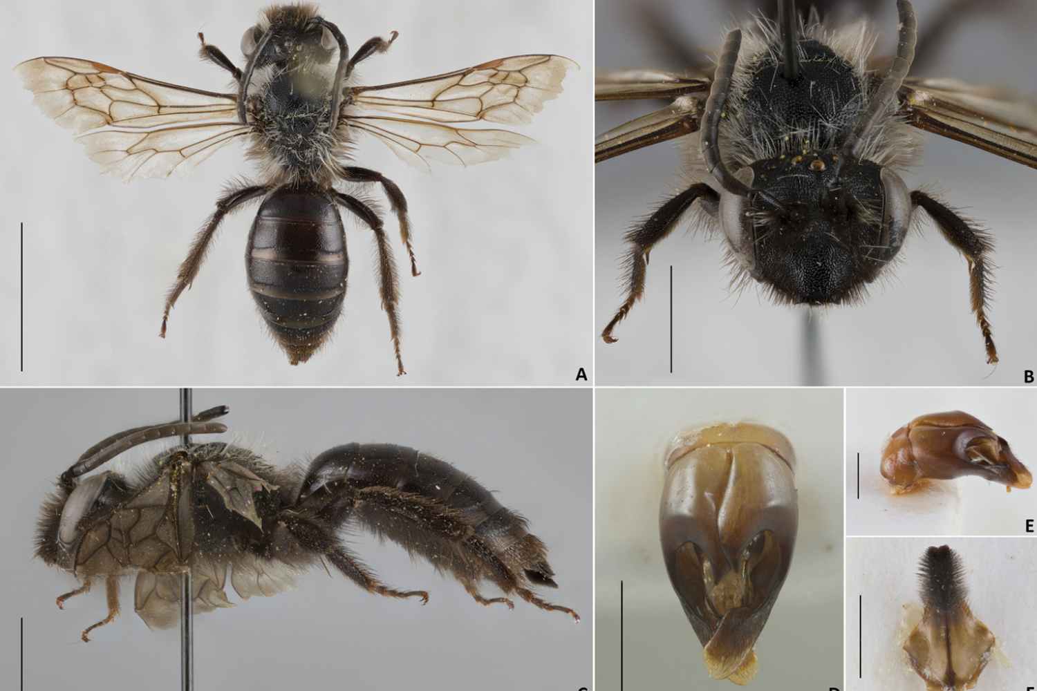 nuova_ape_selvatica_Sardegna