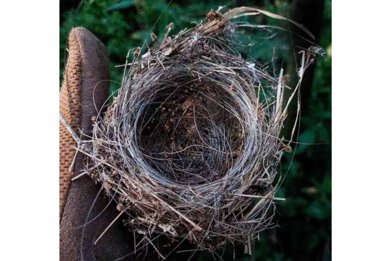 Ce nid a été construit avec des fibres optiques provenant de drones FPV