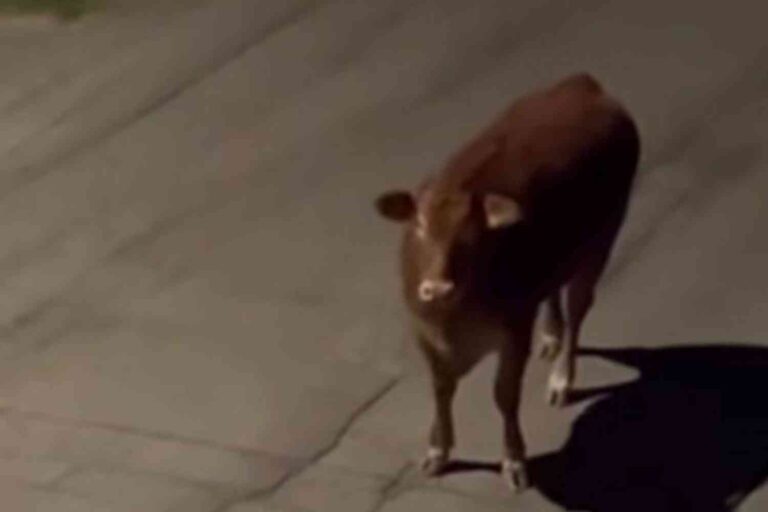 Veau fuyant l'abattoir : l'histoire de Nino devient virale et des milliers de personnes demandent à le sauver