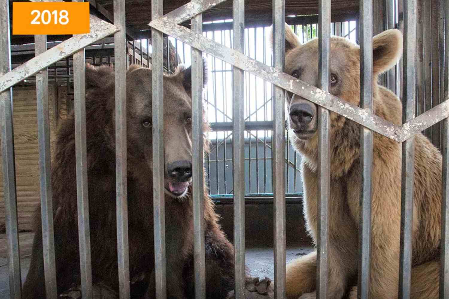 Orsi salvati cattività