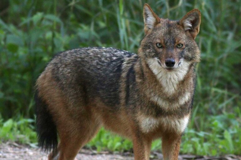 Un chacal doré frappé et tué dans le Trentin : un autre signe de la fragile coexistence entre l'homme et la nature