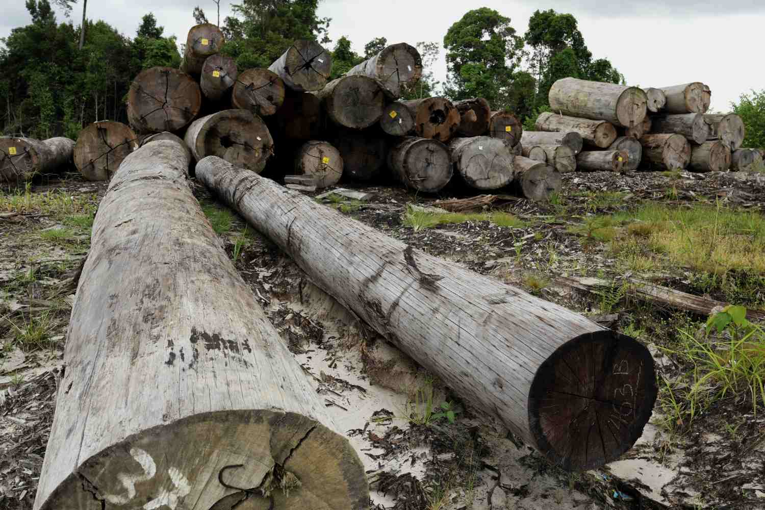 forêt déforestation orangs-outans de Bornéo
