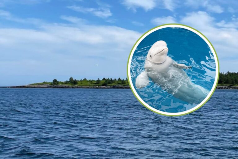 Le premier sanctuaire pour baleines sauvées de captivité est sur le point d'ouvrir au Canada (et pourrait accueillir les bélugas de Marineland)