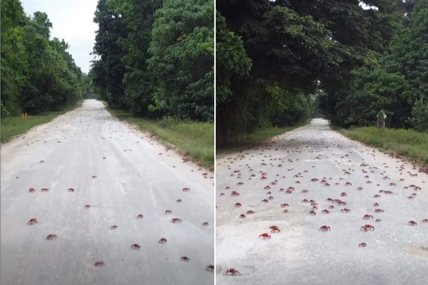 Granchi rossi Christmas Island