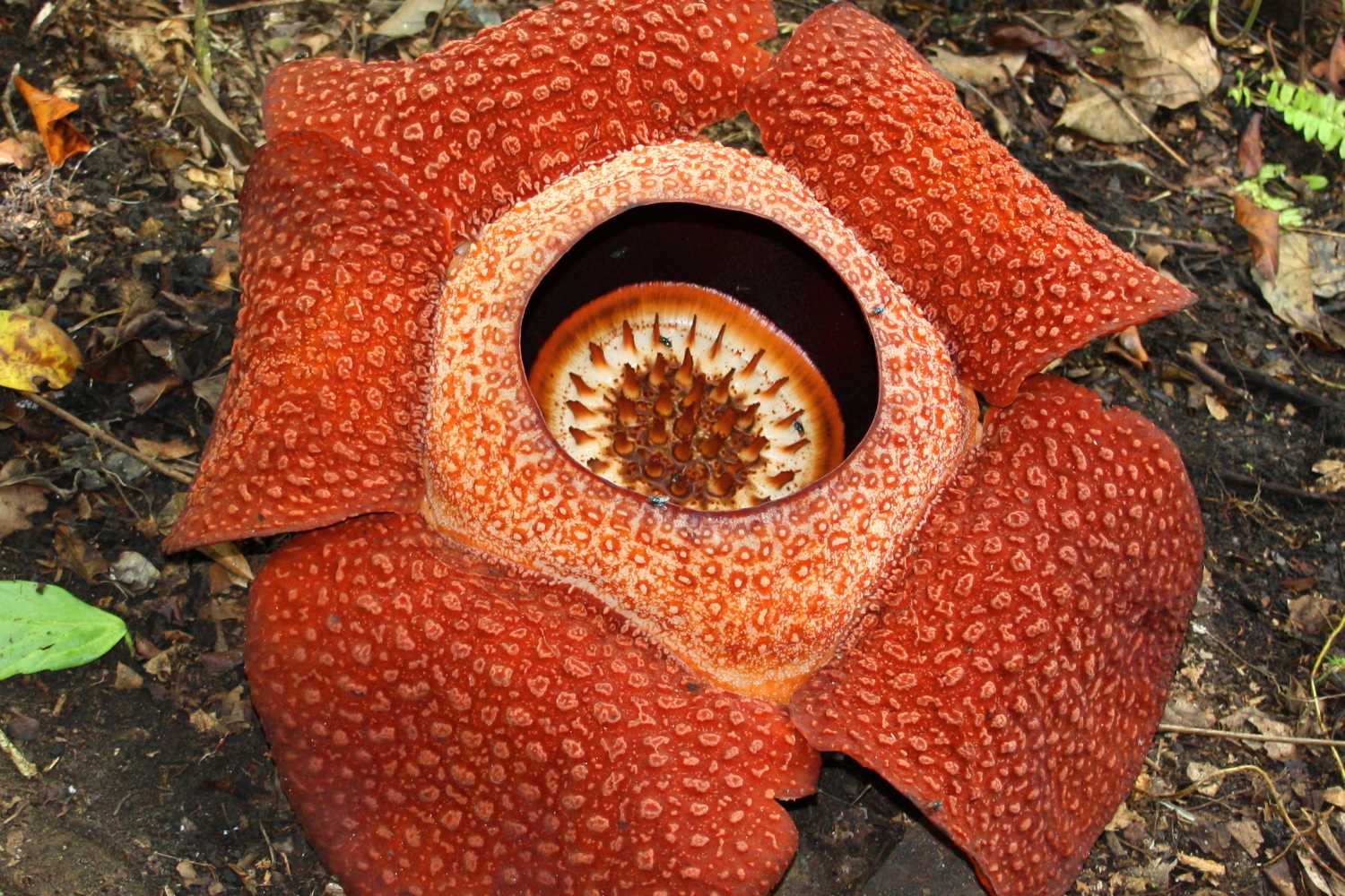 Rafflesia Keithii