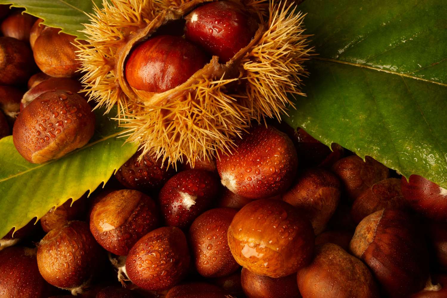 castagne