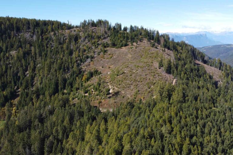 Vaia, 7 ans après : comment se portent les forêts alpines dévastées par la tempête (et comment les aider à renaître)